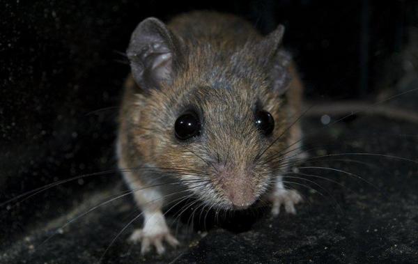 Neighborly Pest Management Inc