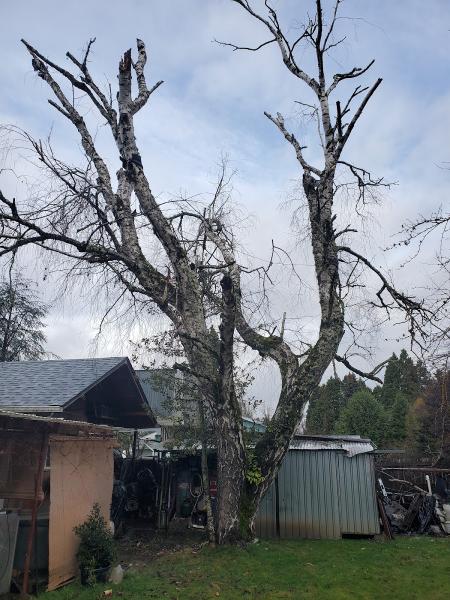 The Tree Guys LLC
