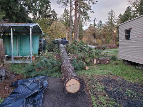 The Tree Guys LLC