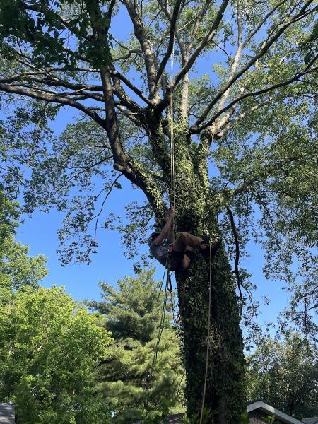 Jones Tree Care