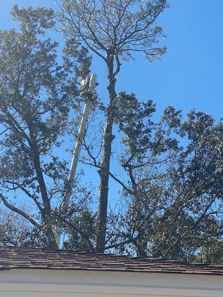 Southern Tree Surgery