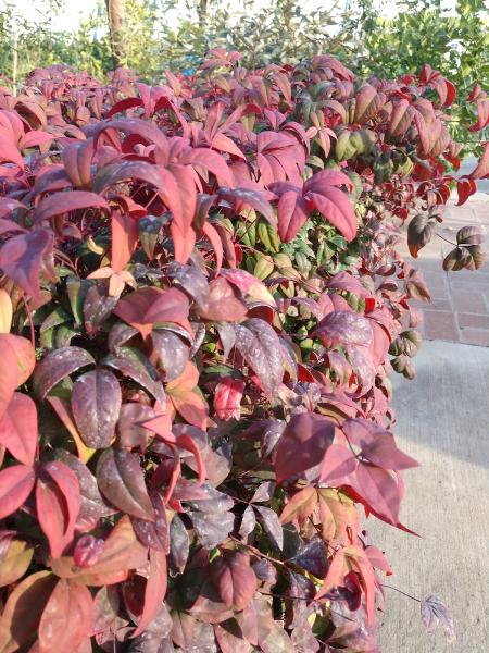 Richard's Garden Center