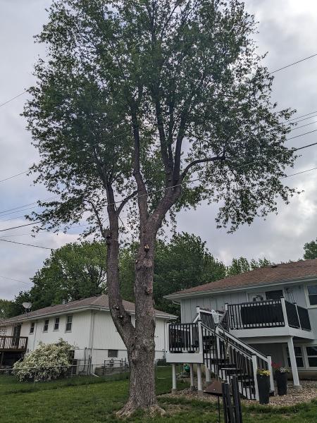 RC Tree Service