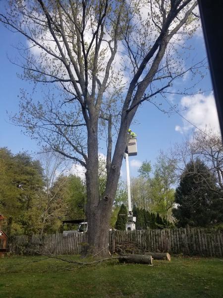 Tree & Land Masters LLC