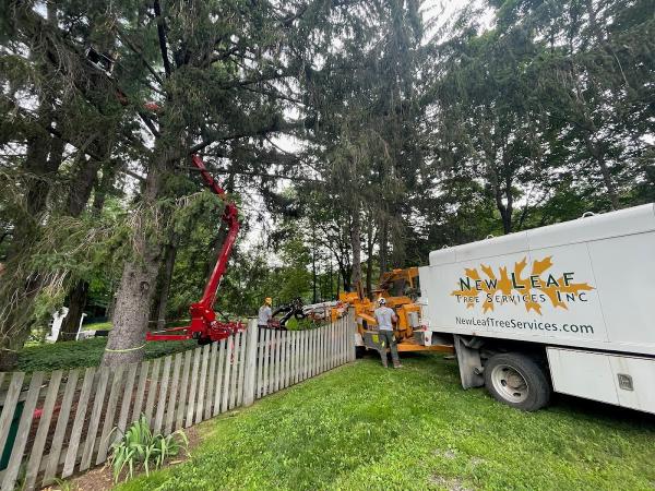 New Leaf Tree Service