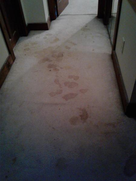 Preferred Carpet Cleaning & Floor Care