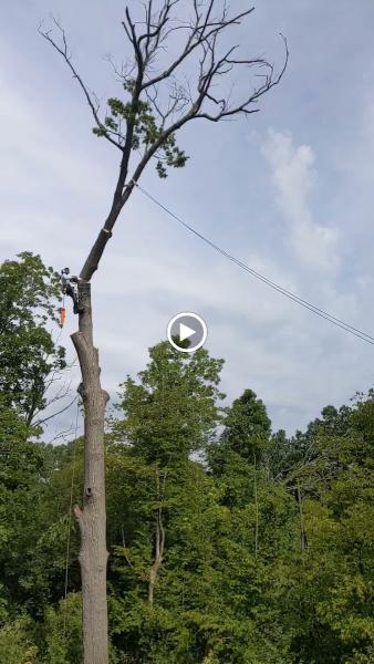 BD Tree Services LLC