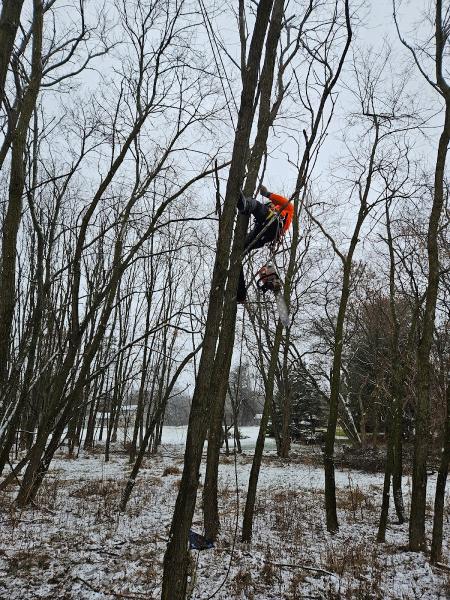 BD Tree Services LLC