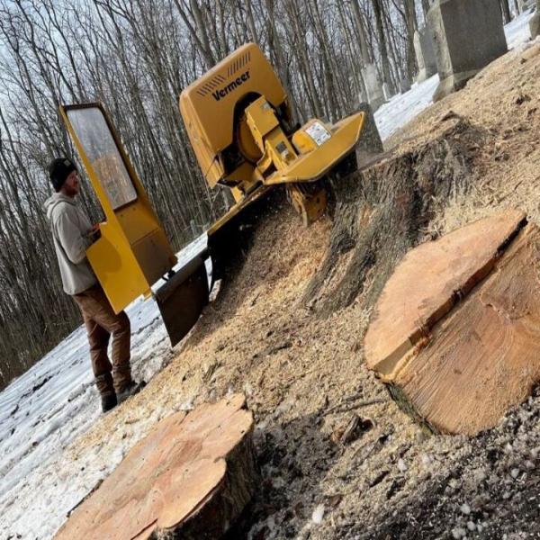 Landis Tree & Stump