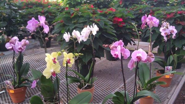 Paradise Nurseries
