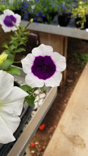 Paradise Nurseries