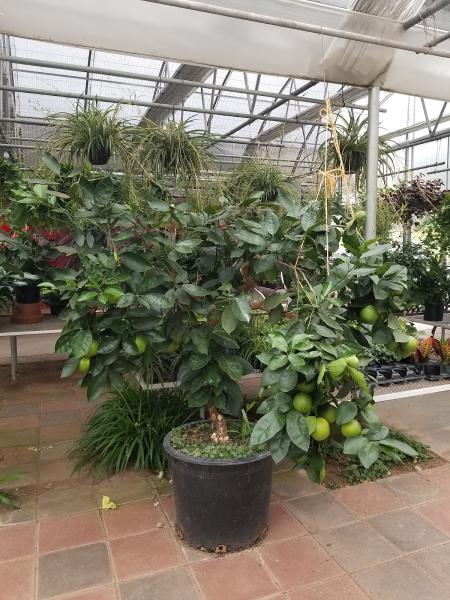 Paradise Nurseries