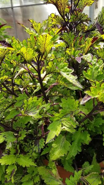 Paradise Nurseries