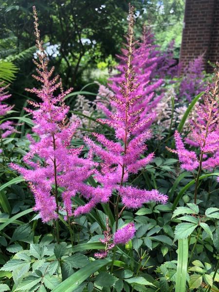 Maurer Gardens
