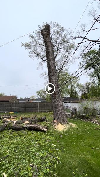 Great View Tree Service