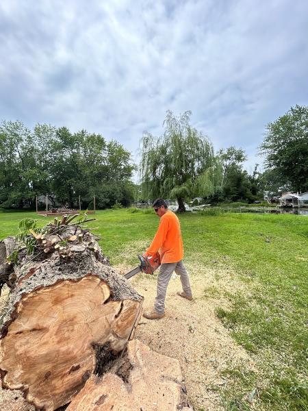 Great View Tree Service