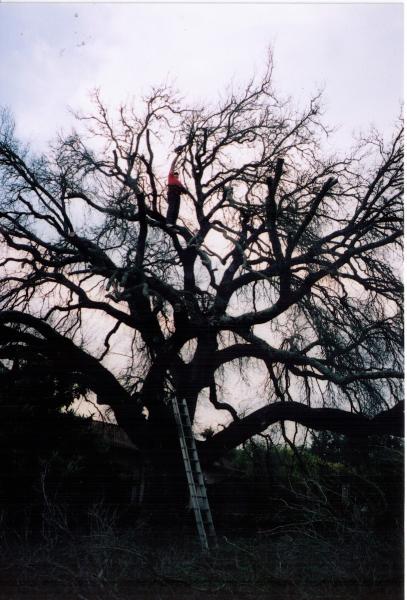 J R Ash Tree Company