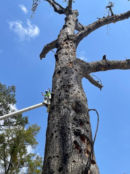 Stump N Grind LLC Tree Service/ ISA Certified Arborist
