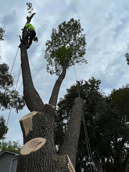 F & F Tree & Landscaping Service Llc.