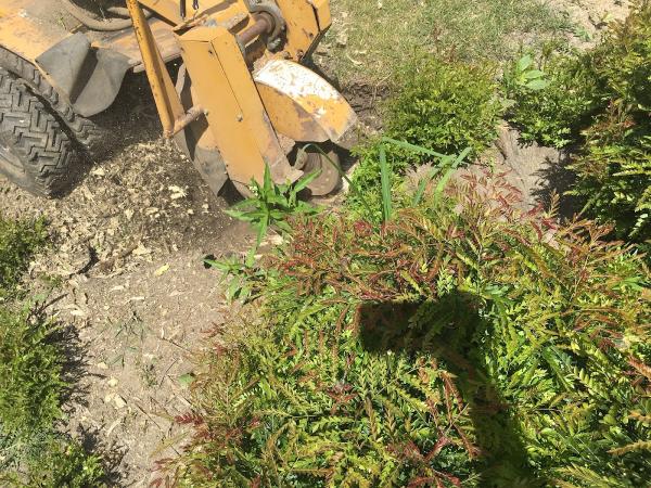 A Better Stump Grinding Service
