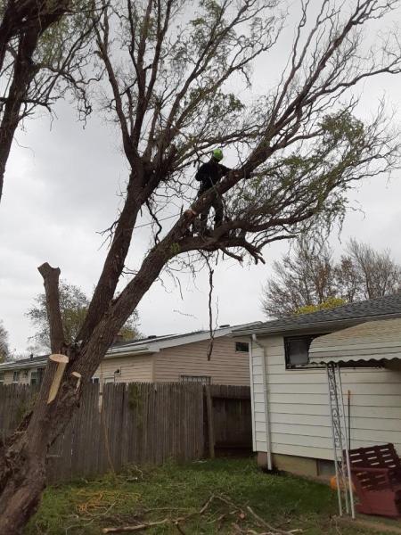 Aj's Tree Service