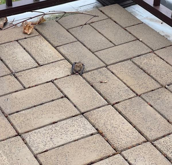 Regal Pest Control