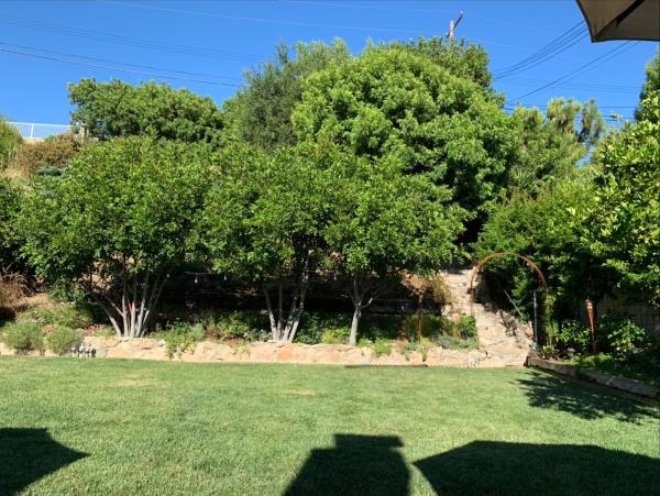 California Arborist