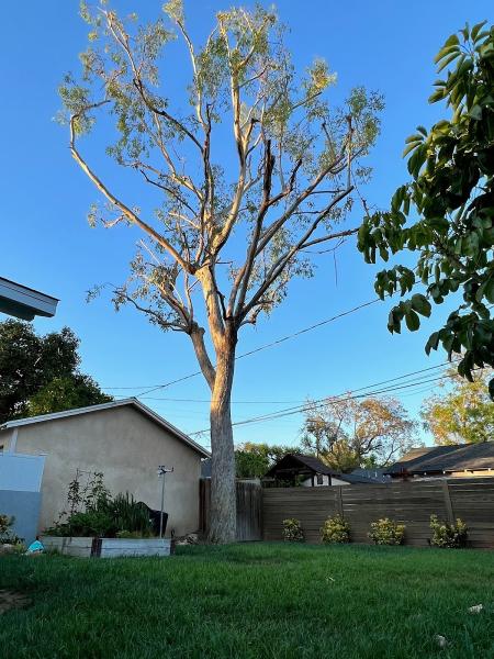 California Arborist