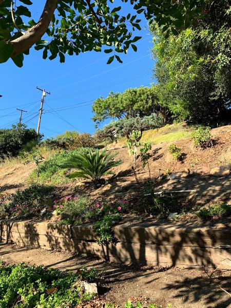 California Arborist