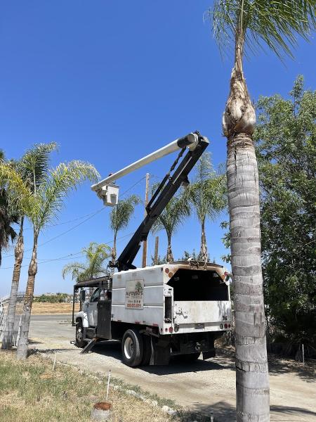 Alfonsos Tree Service