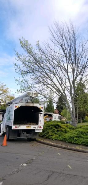 Timberview Tree Service