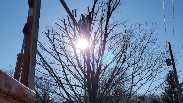 Mark's Tree Service