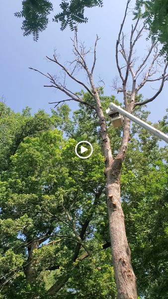 Mark's Tree Service