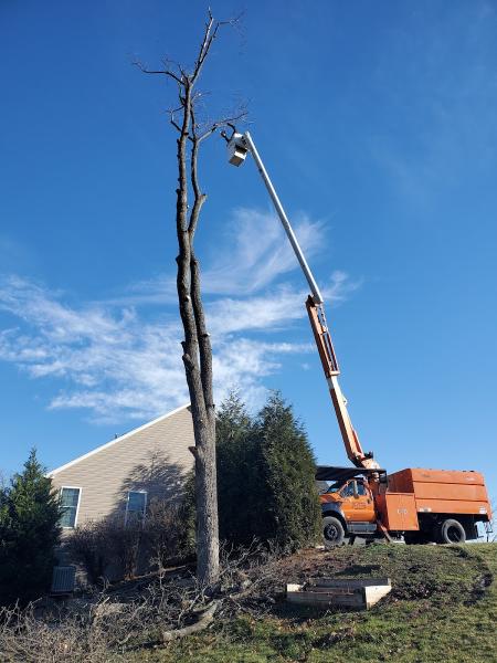 Mark's Tree Service