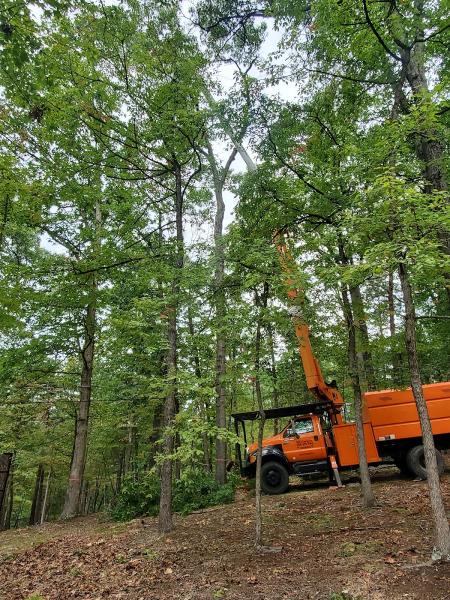 Mark's Tree Service