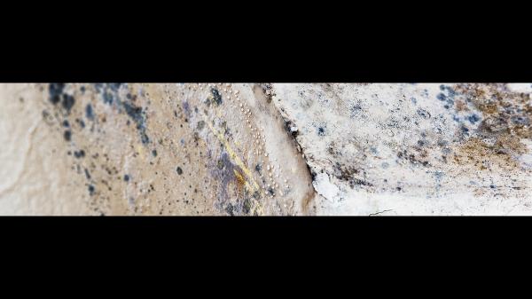 East Coast Mold Remediation
