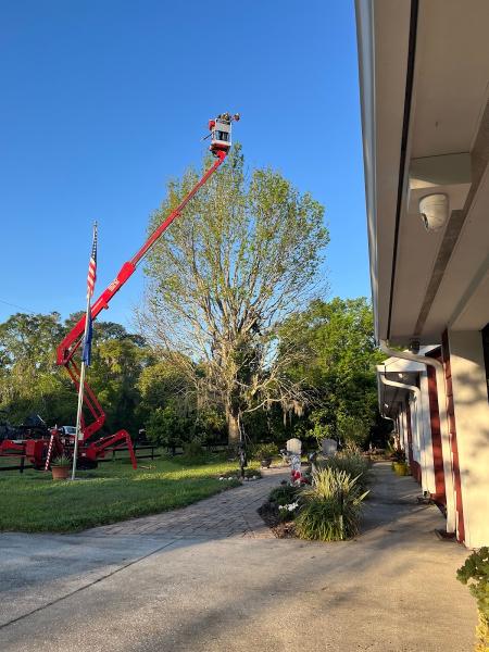 Pro Trim Tree Services