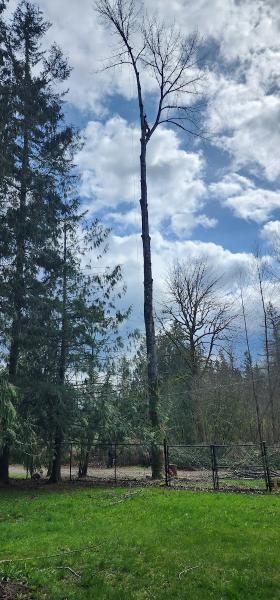 Arbor Barber Tree Service