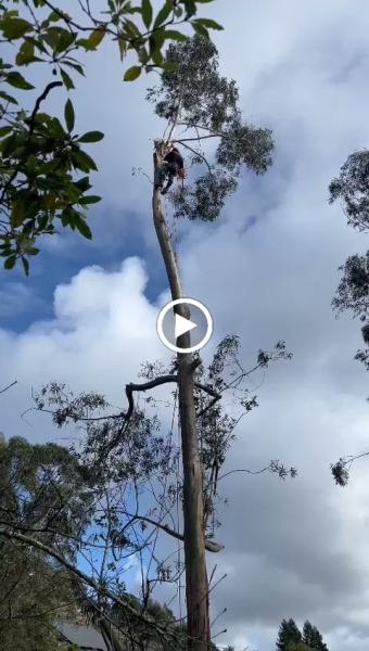 Lucatero Tree Services