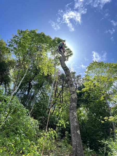 Lucatero Tree Services