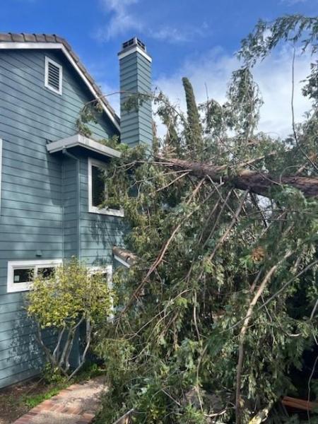 Lucatero Tree Services
