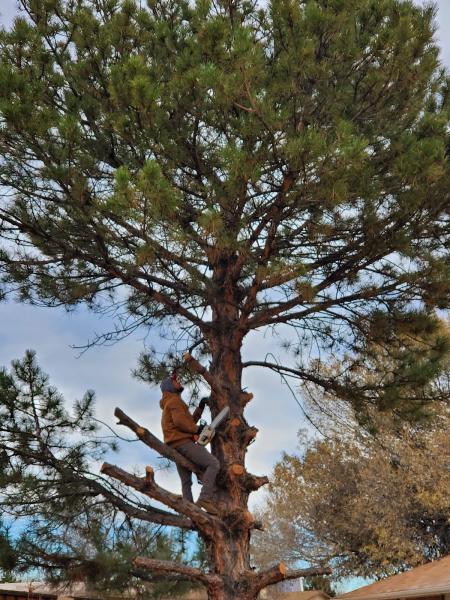 J&E Tree Service