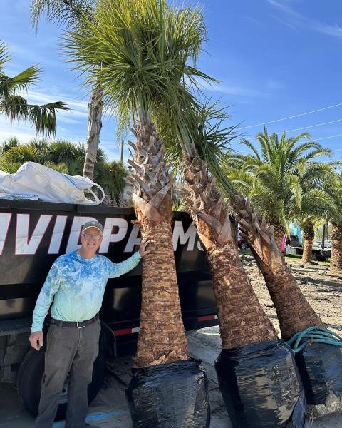 Vivid Palms
