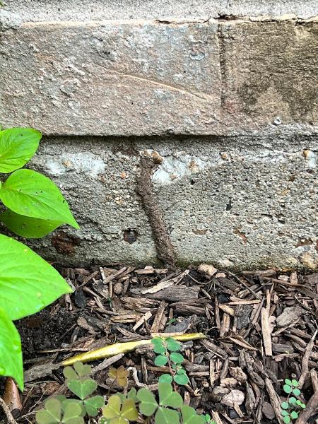 America's Pest Elimination