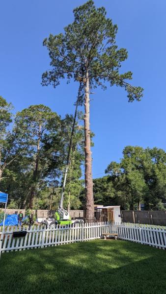 Top Notch Tree Care and Professional Services LLC