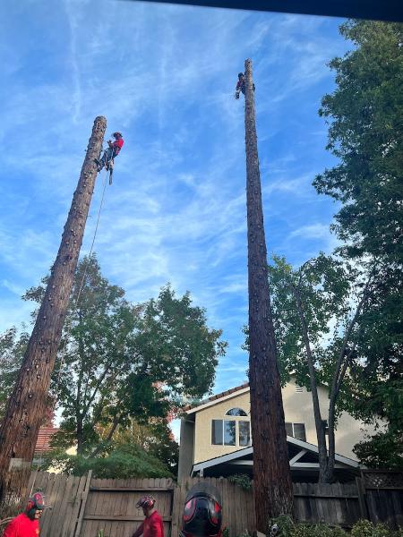 Heartwood Professional Tree Management INC