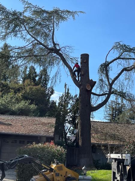 Heartwood Professional Tree Management INC