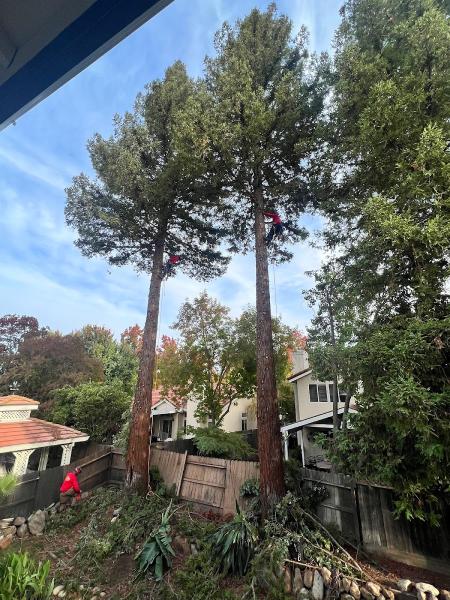Heartwood Professional Tree Management INC