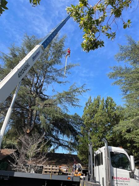 Heartwood Professional Tree Management INC