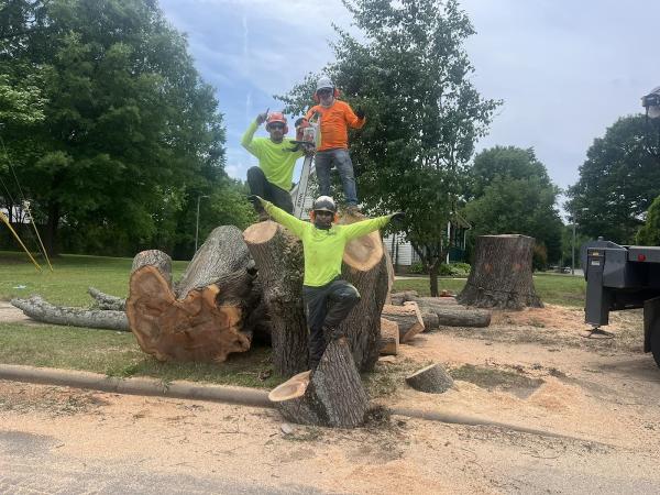 AAA Tree Experts